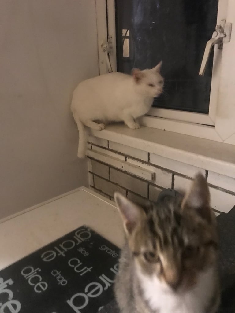 Kitten 