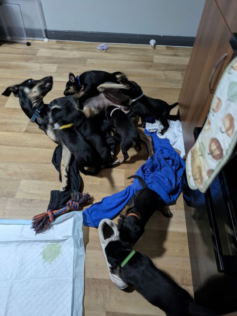 8 Springer, jack X staffy,whippet,saluki,bull greyhound puppies 