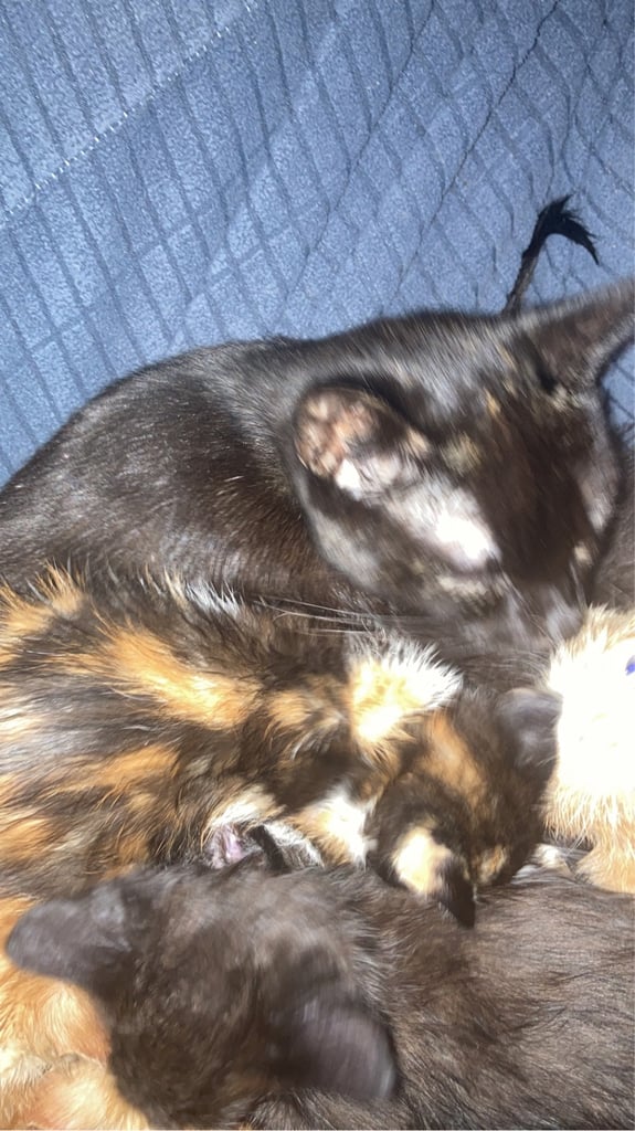 KITTENS FOR SALE 