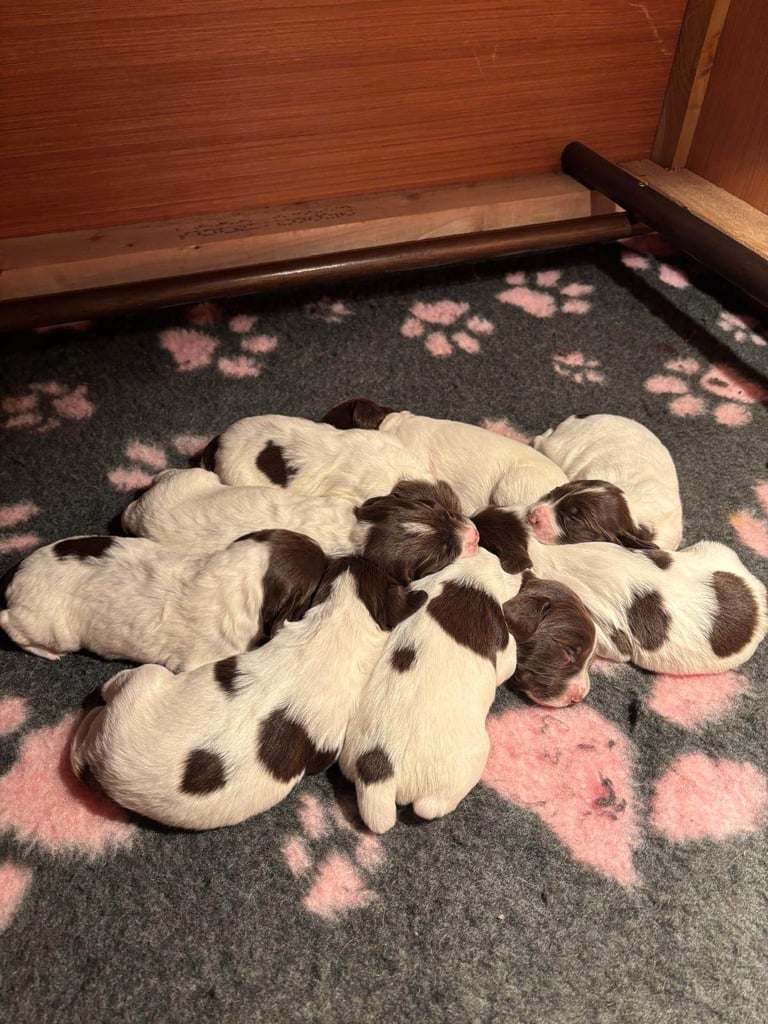 English springer spaniel pups