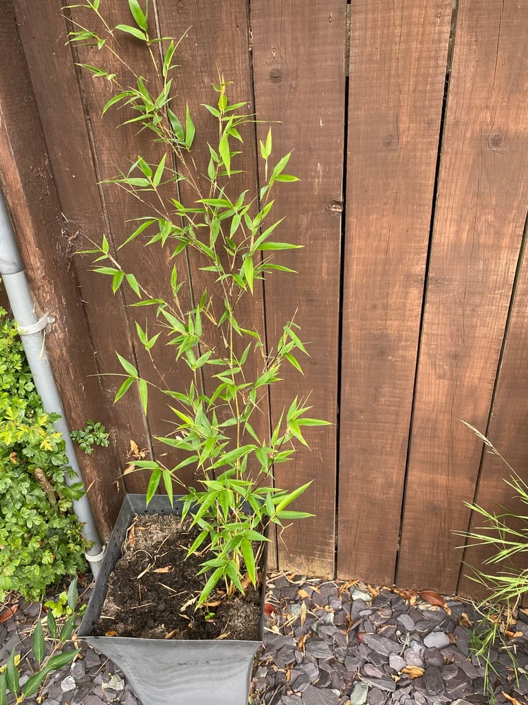 potted bamboo plan