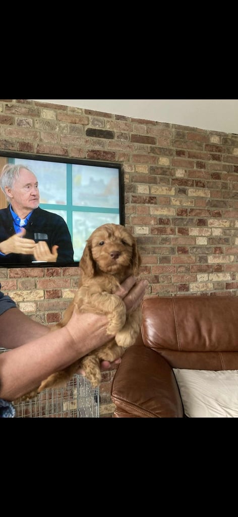 Cockapoo puppies 