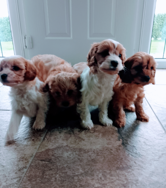 Small Cavapoo Puppies