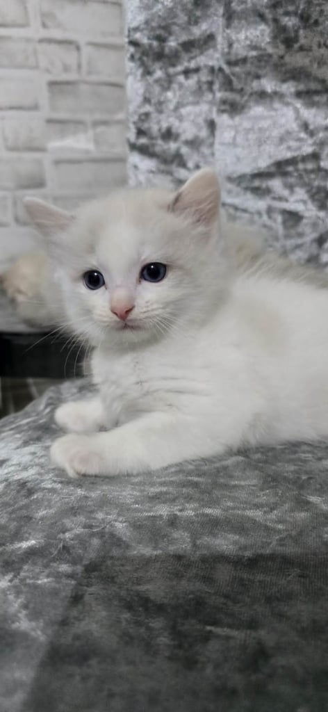 Stunning Ragdoll Male Kittens 