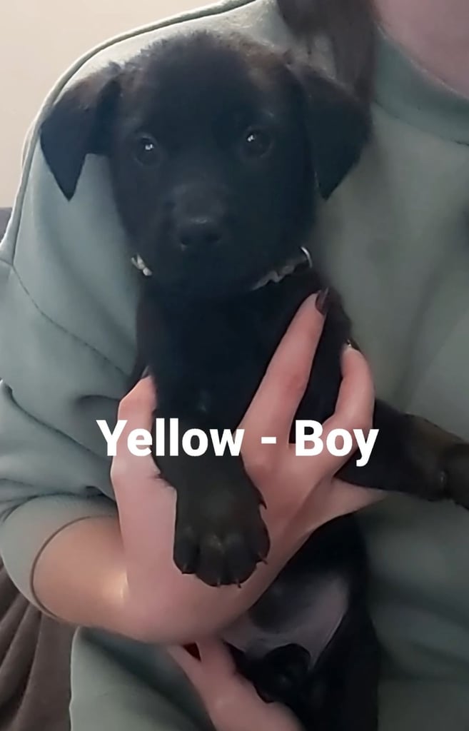 Lab Cross Puppies for Sale
