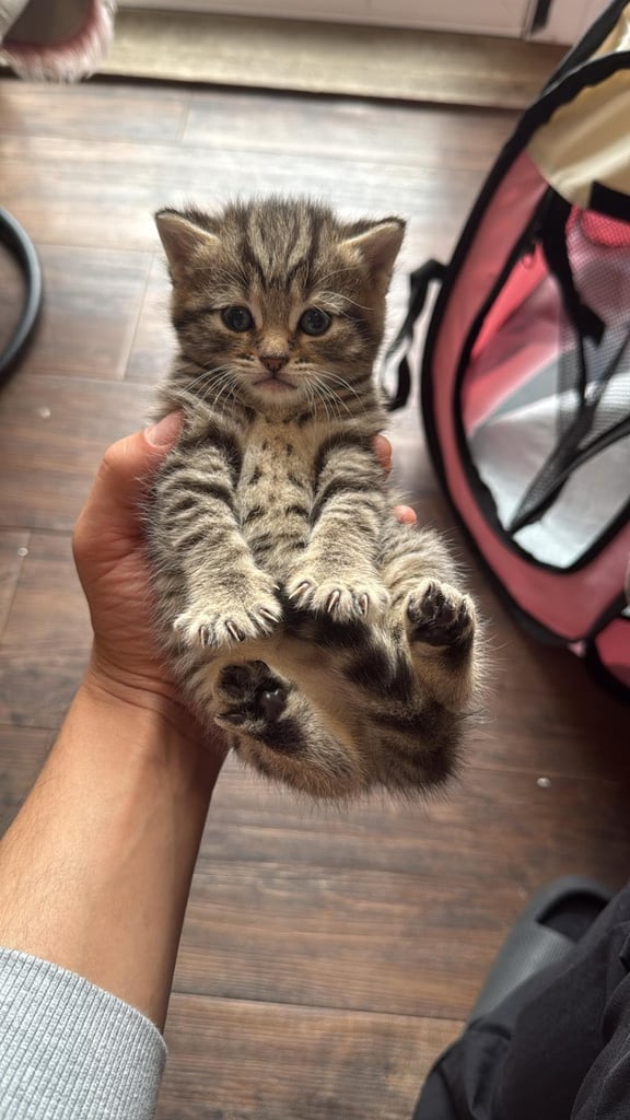 Half British short hair Kittens 