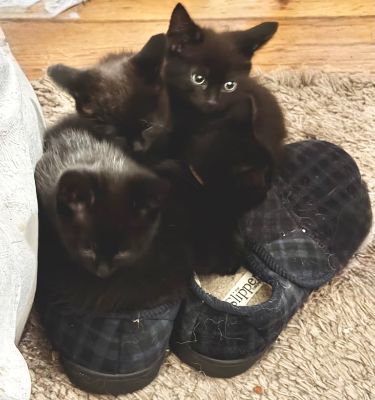 4x black kittens 