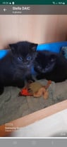 Blue eye's kittens 