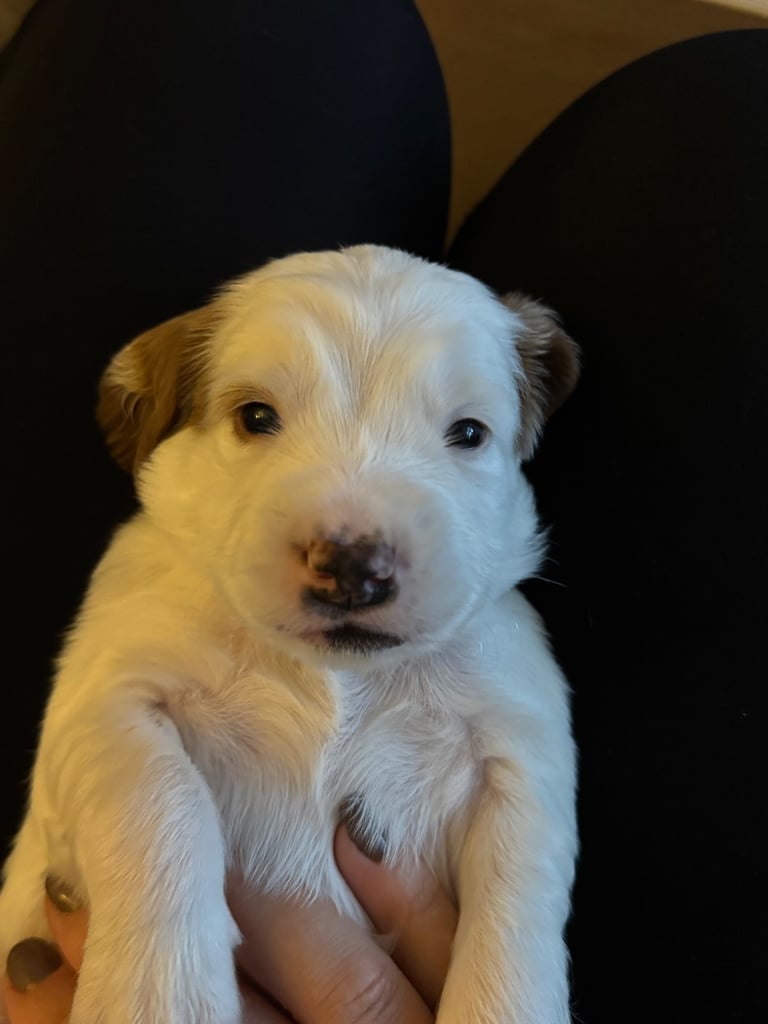 Gorgeous F2b Cockapoo puppies ready to reserve