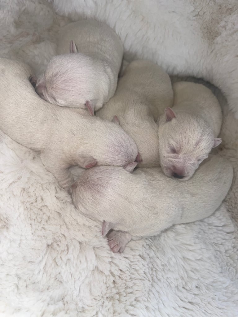 Westie puppies 