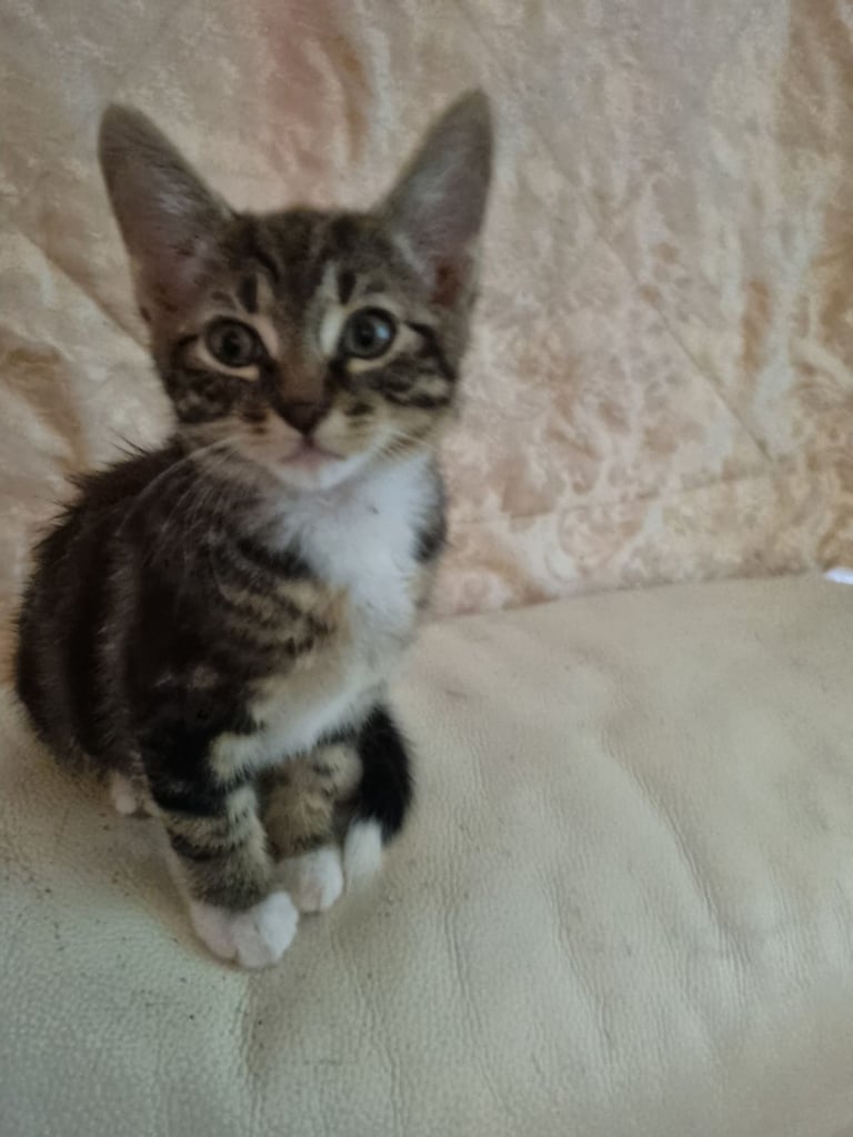 Adorable kittens seeking new home