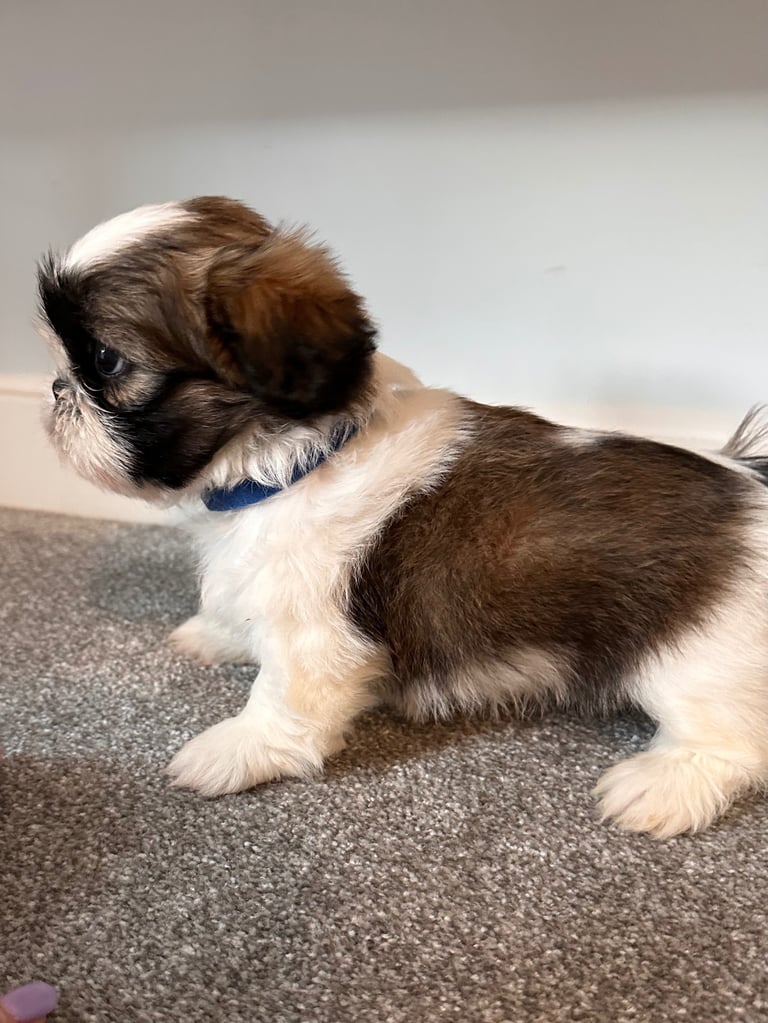 image for Shih Tzu puppy