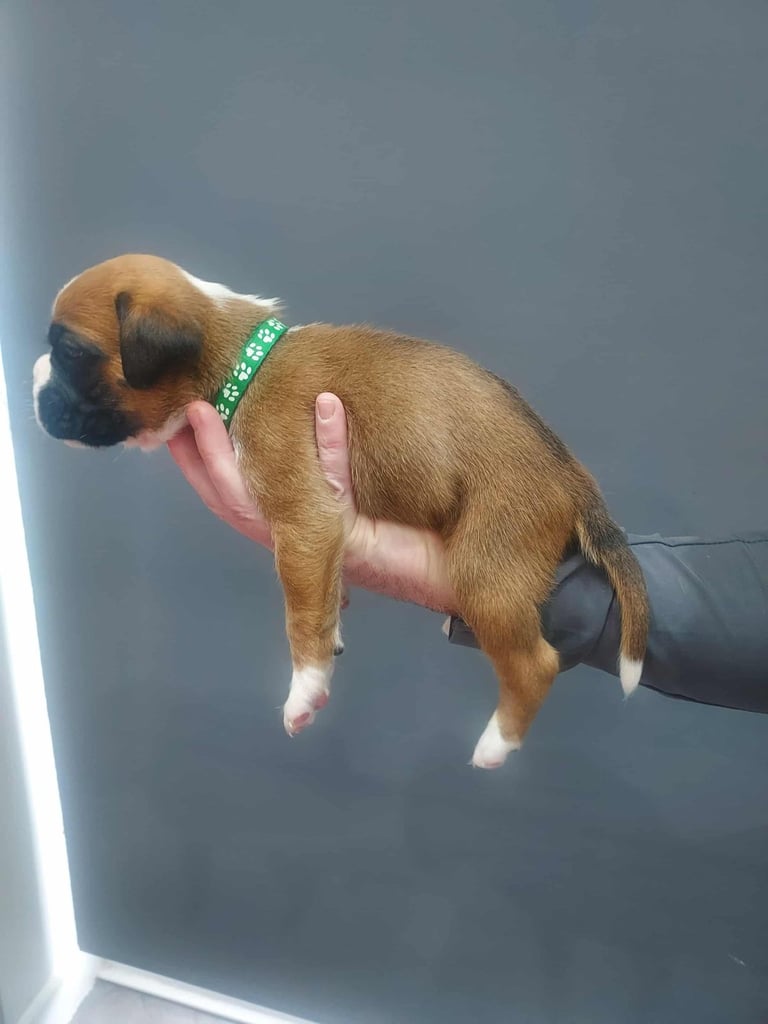 Boxer puppies 