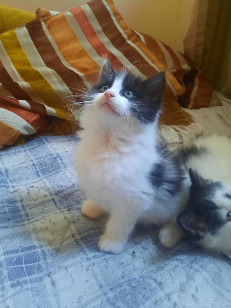 Female cat 8 weeks old long hair very lovely cat