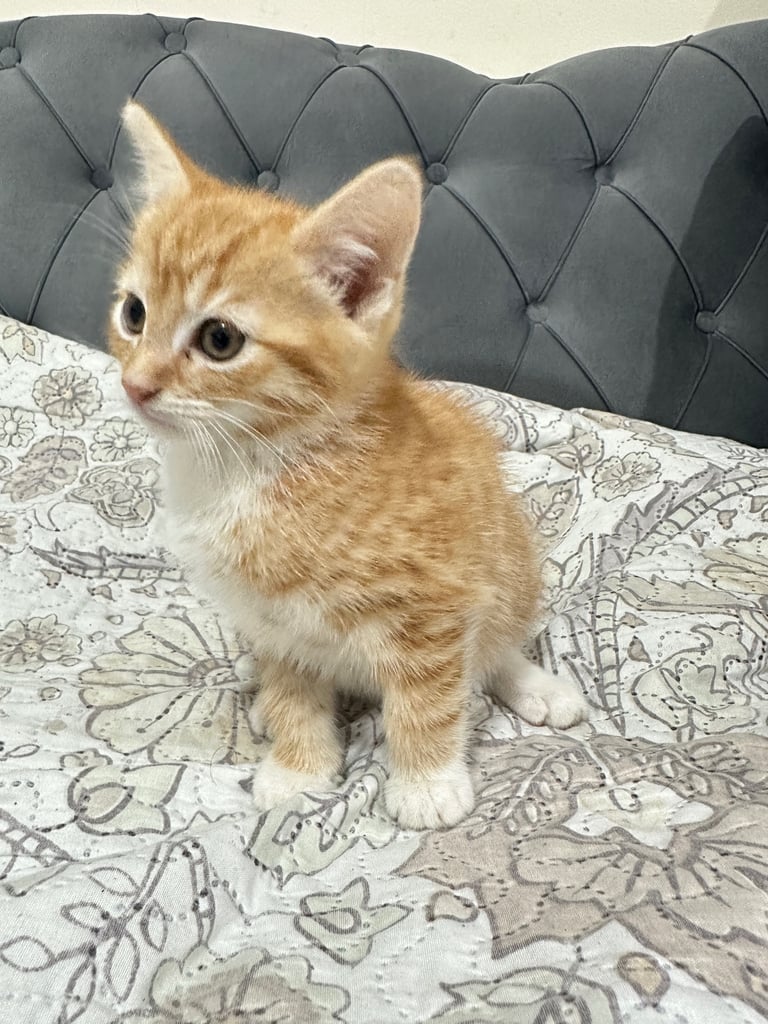 4 Beautiful Playful Kittens – Short Hair & Fluffy Persian Mixes