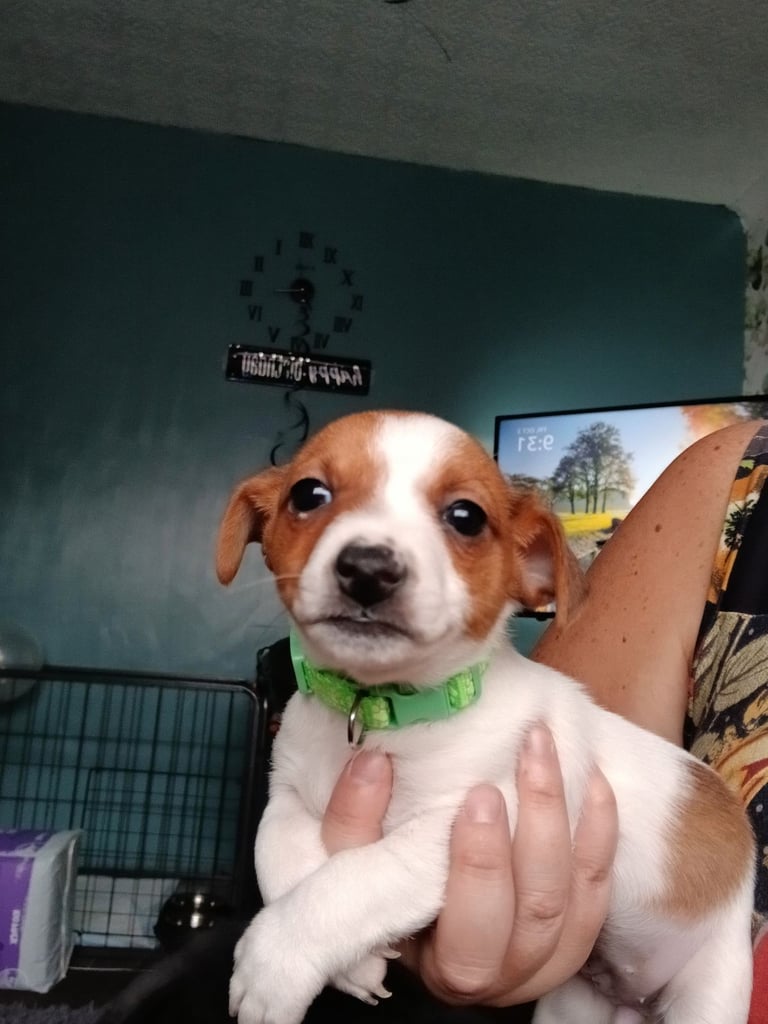 Jack russell 