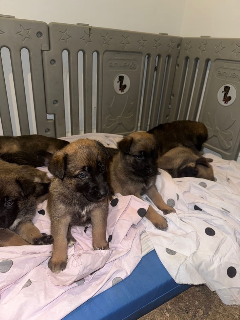 8 beautiful Malisheps