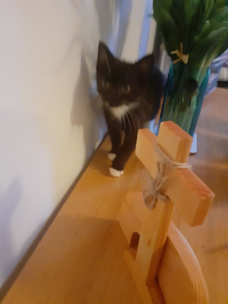 Pretty Tuxedo Kitten Looking For Love