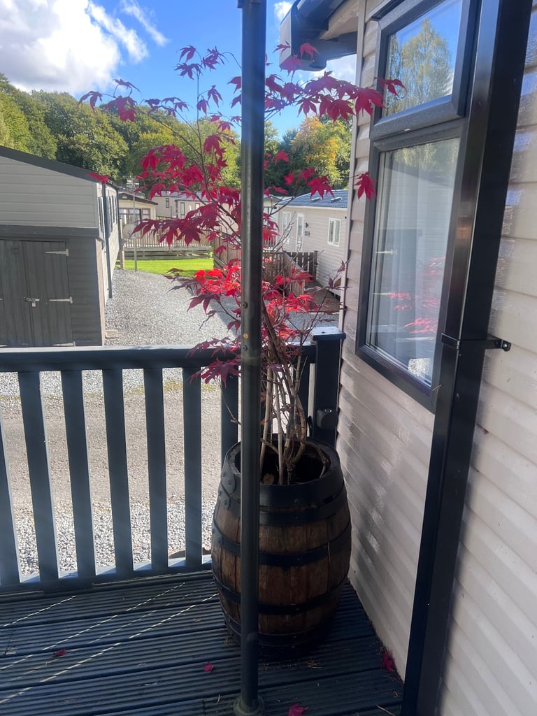 Whisky barrel with red robin plant