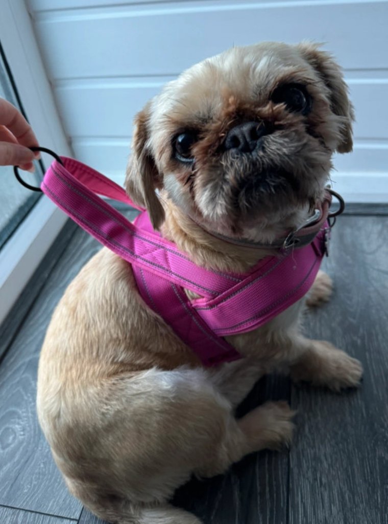 Brand New Dog Harness Strong Anti Pull Size S/M Manchester