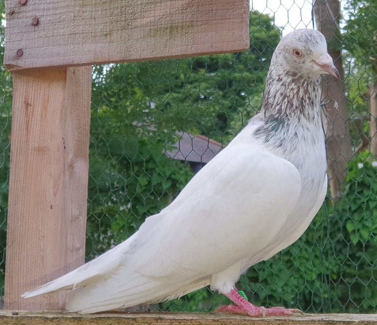Pakistani Highflyer Pigeons For Sale