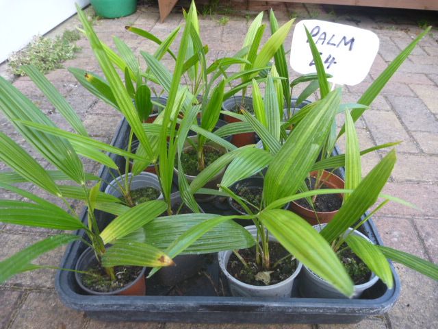 Garden Plants  Pachysandra, Campanula, Heuchera Palm Penstemon Grass Hellebore Hibiscus Fig  etc