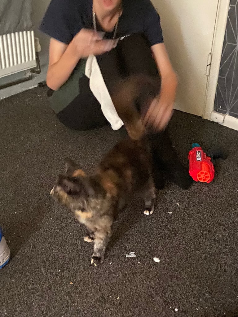 Main coon mix 