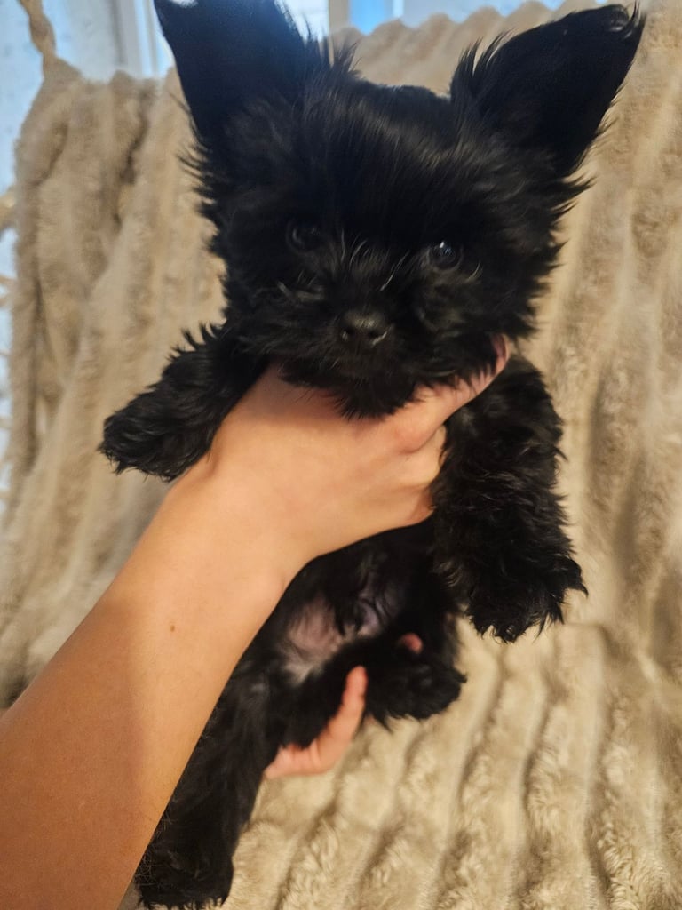 Yorkshire terrier Black . READY NOW 