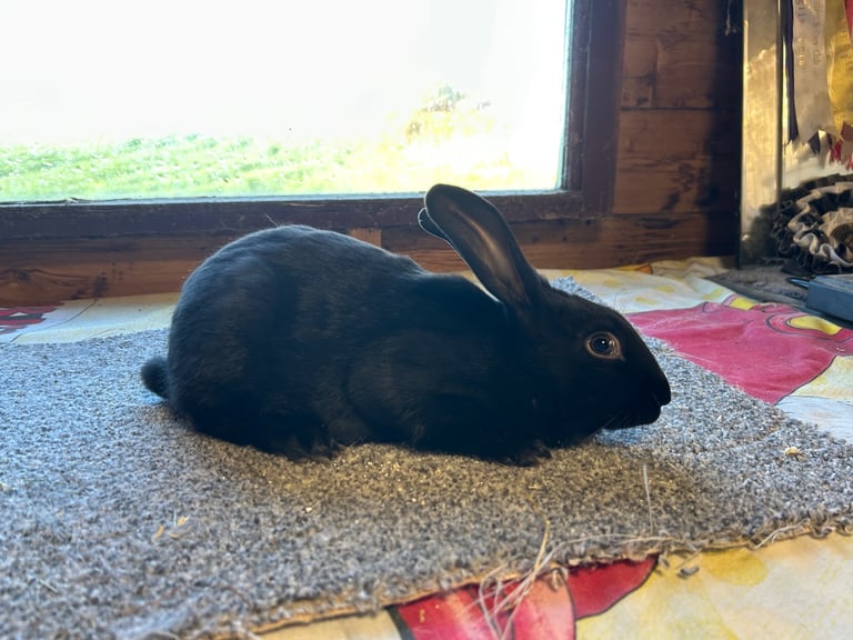 Baby English Rabbit