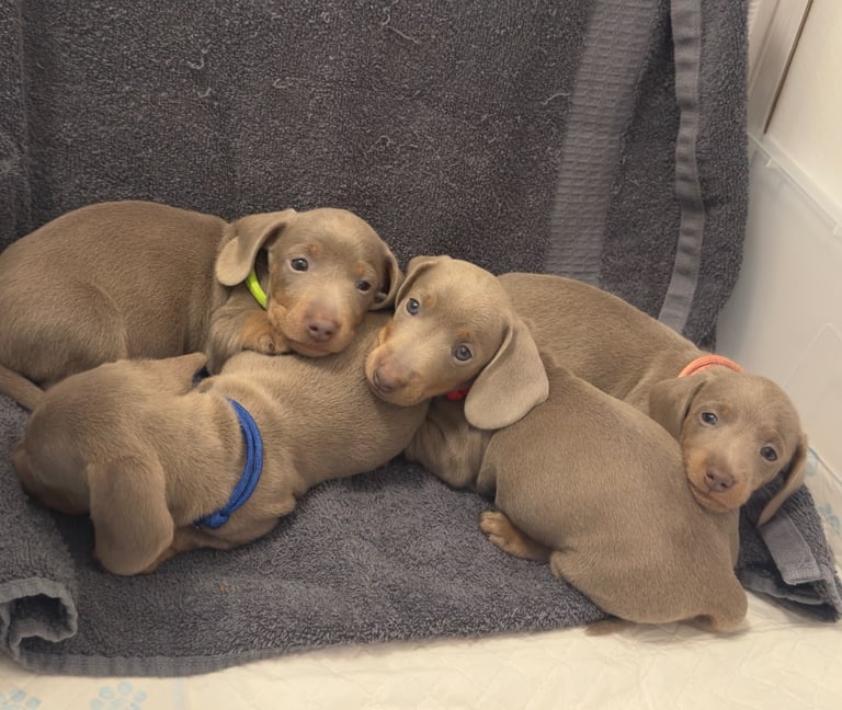 Miniature Dachshund Puppies 