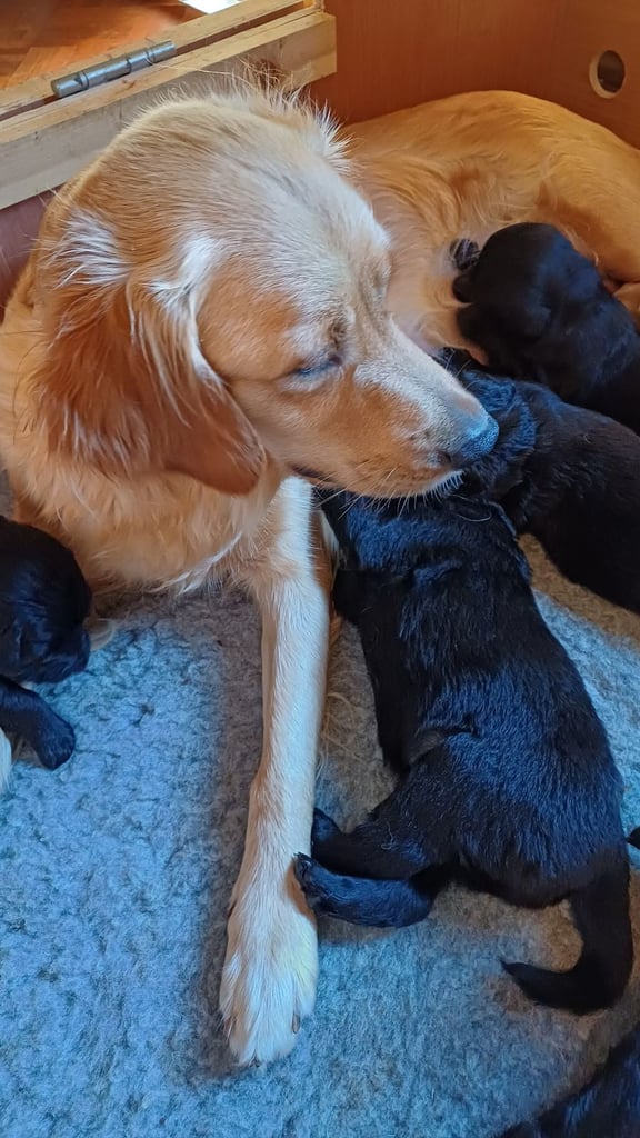 Family friendly golden doodle puppies