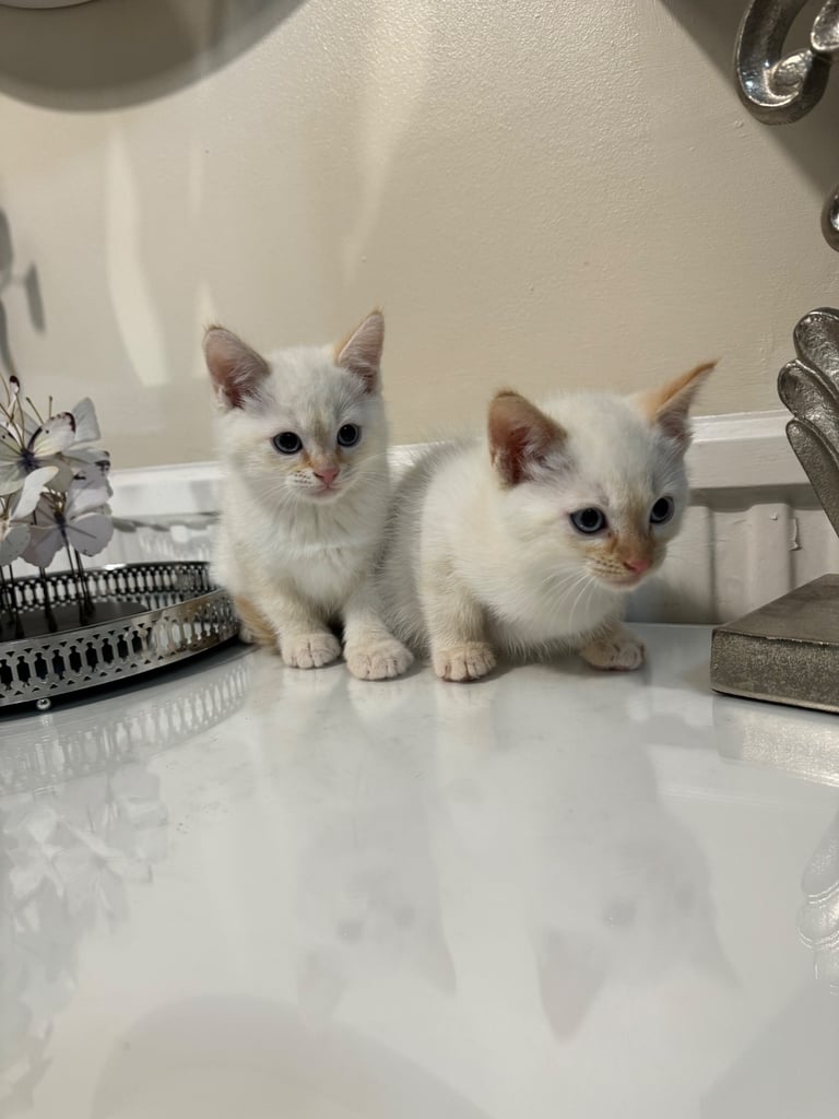 Unique shorthair kittens 