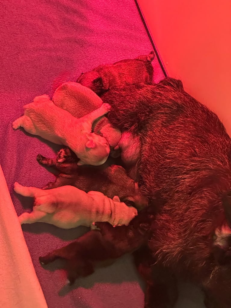 KC Reg Blue eyed Pink Frenchbulldog puppies