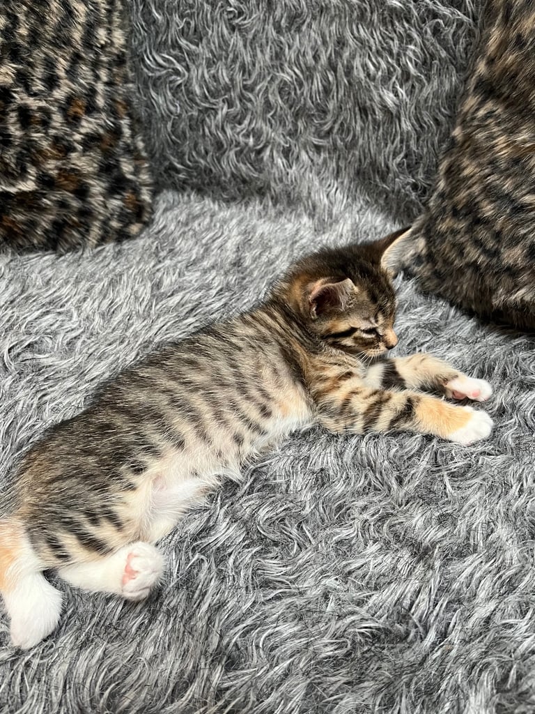 5 tabby kittens for sale 