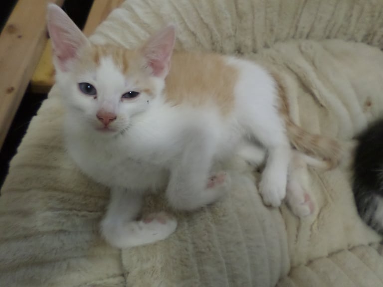 image for 9 weeks old babies very cute for adoption 