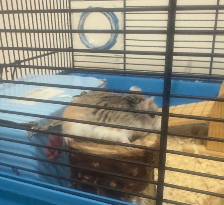 image for Syrian Hamster with cage and accessories 