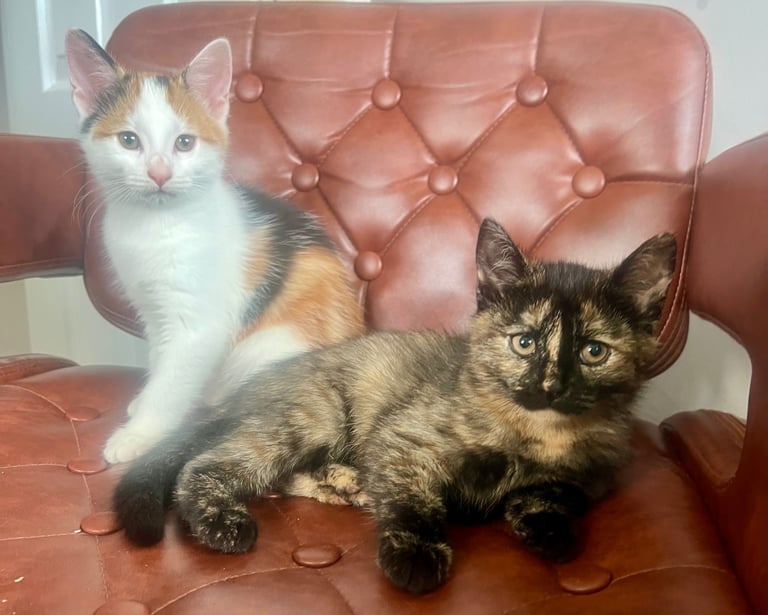 4 beautiful kittens ready for their forever home today 😻