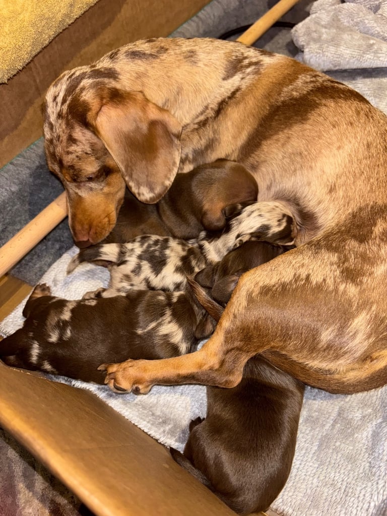 Miniature brown dachshund boy  