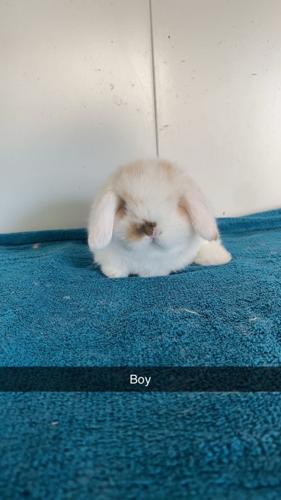 Pure mini lops ready to leave  