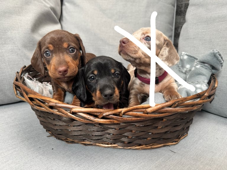 6 smooth haired miniature dachshund pups.
