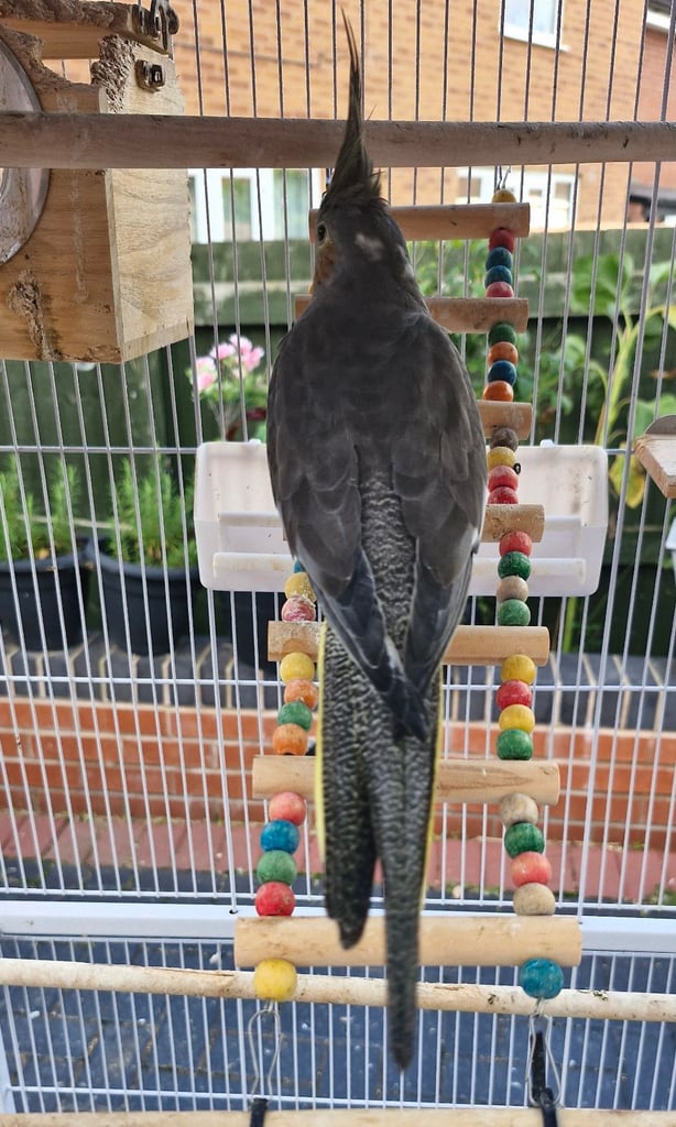 Cockatiel and budgies 