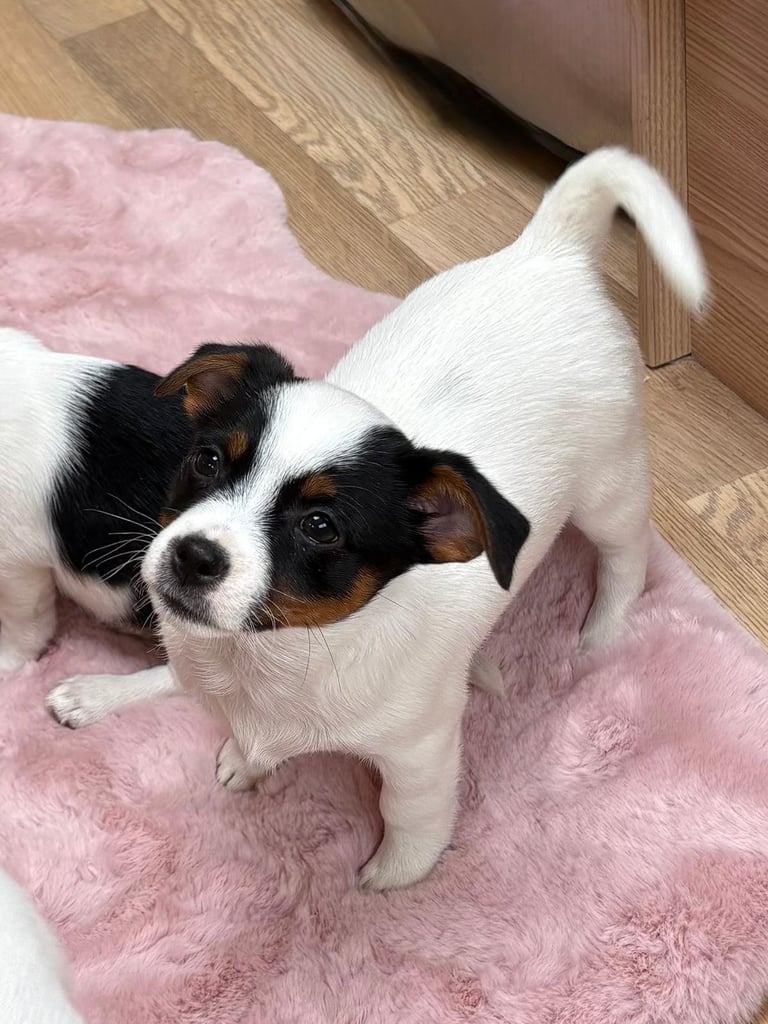 Traditional Miniature Jack Russell Puppies!