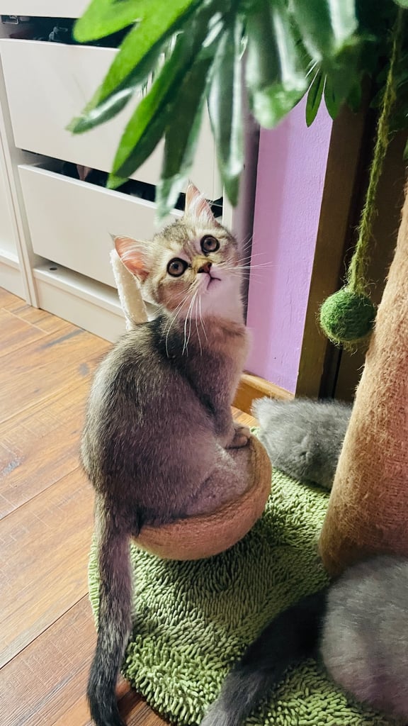 Beautiful BSH boy in rare colour 