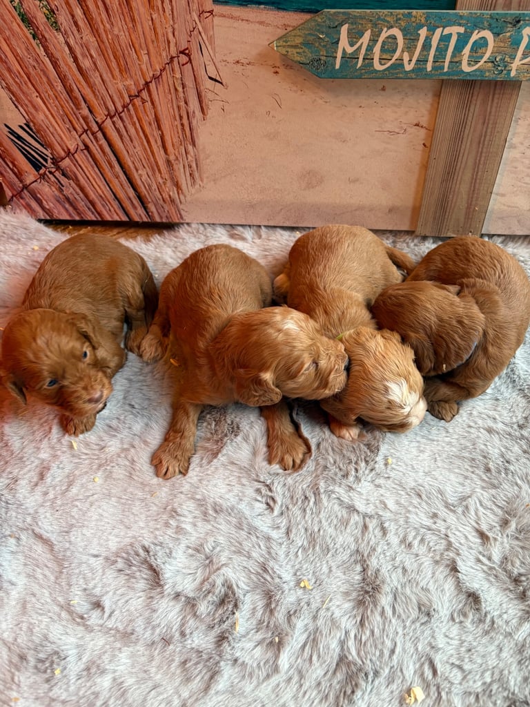 F1 cockapoos