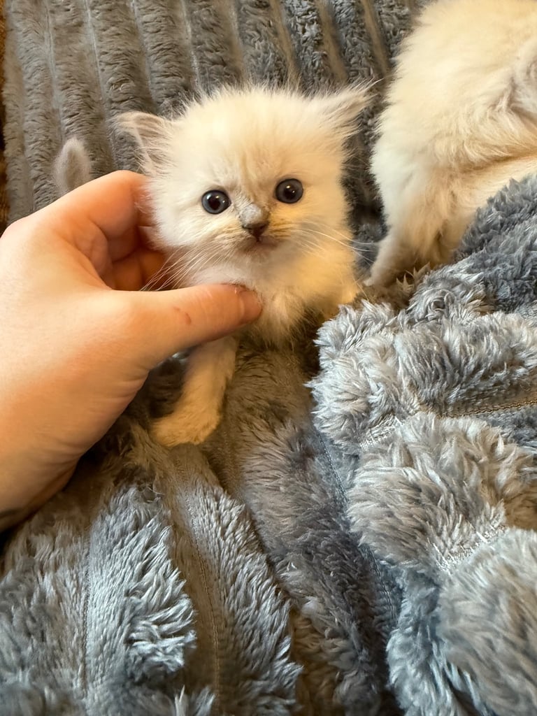 Beautiful ragdoll kittens for sale