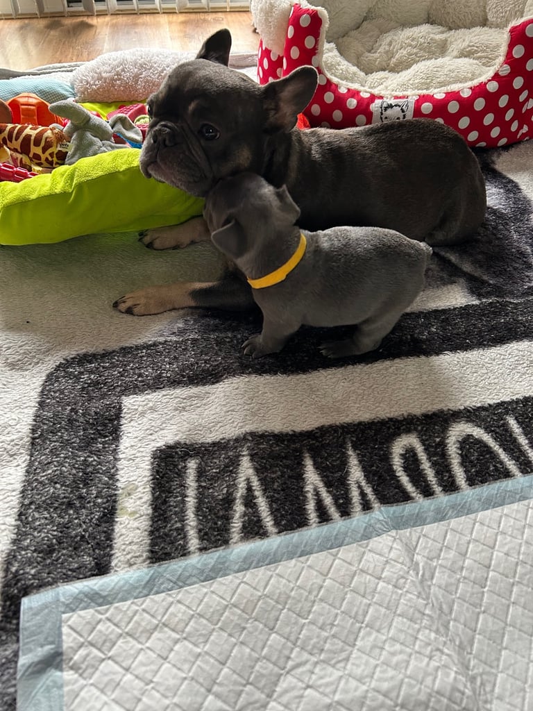 French bulldog puppies 🐾