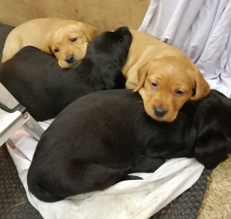 Beautiful Pups