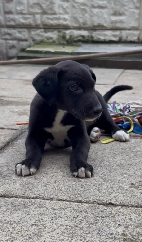 Collie x pups