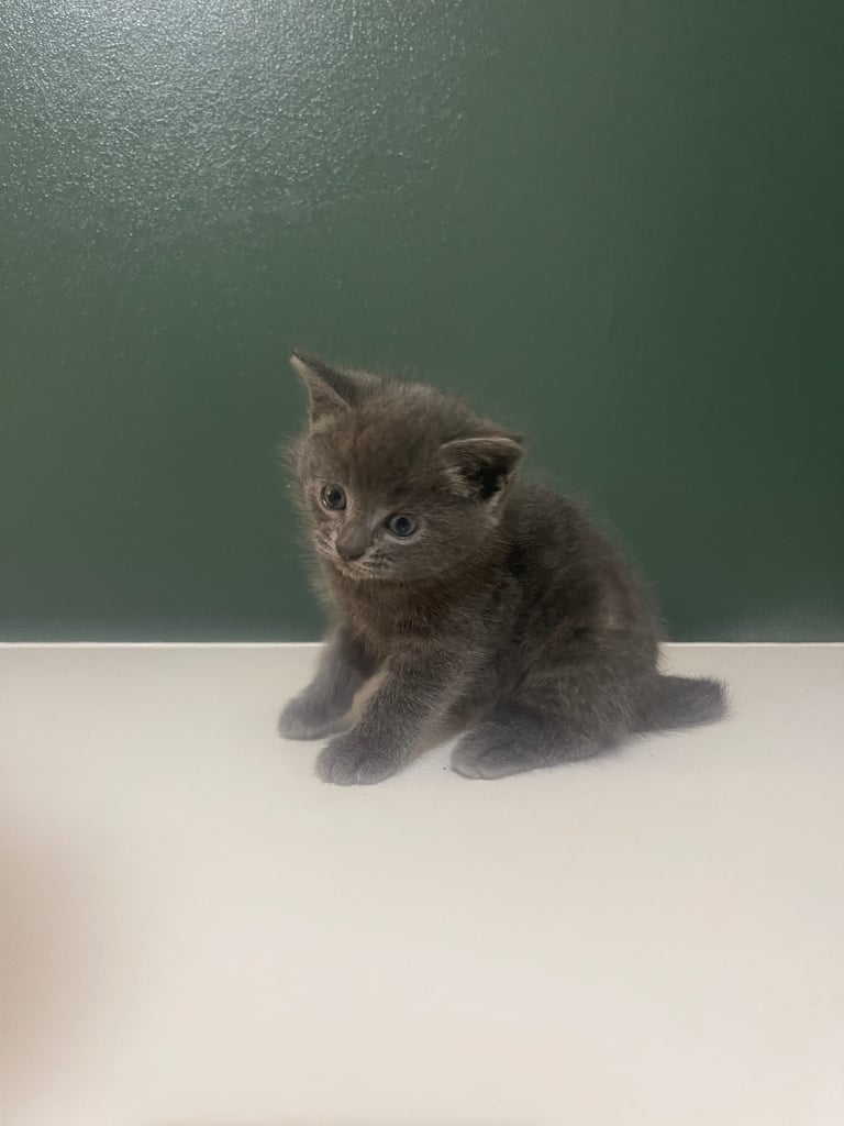 3 grey kittens for sale 