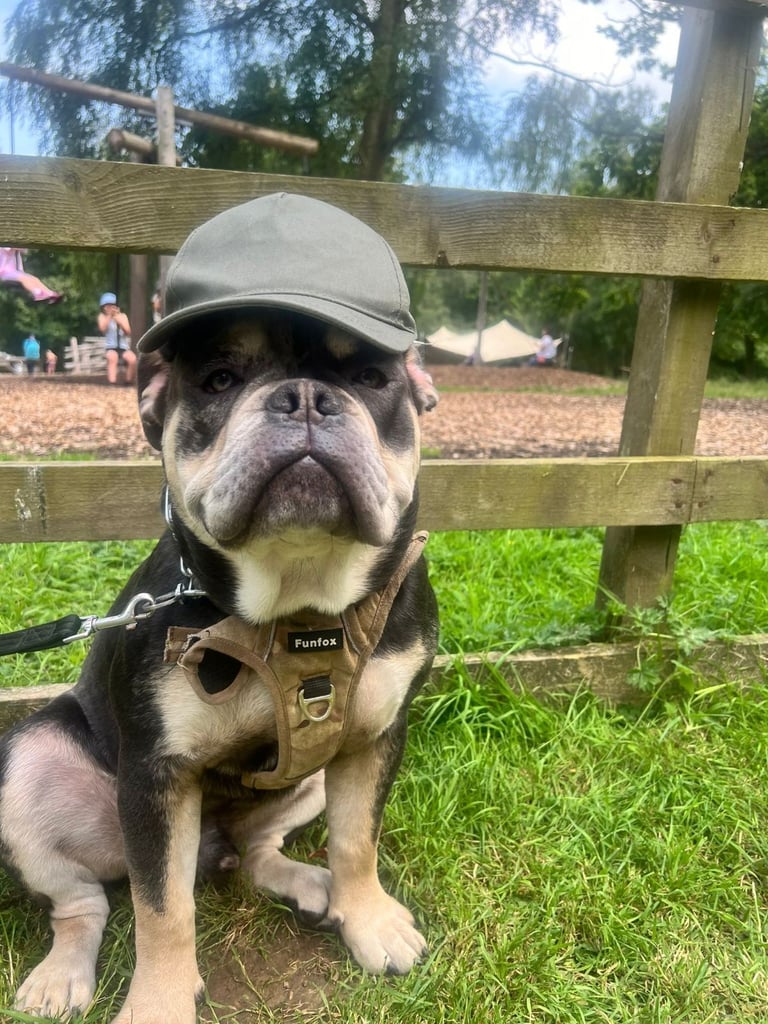 Olde English Bulldogge